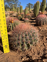 Red Barrel Cactus - Ferocactus sp.