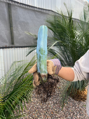 Blue Candle Cactus