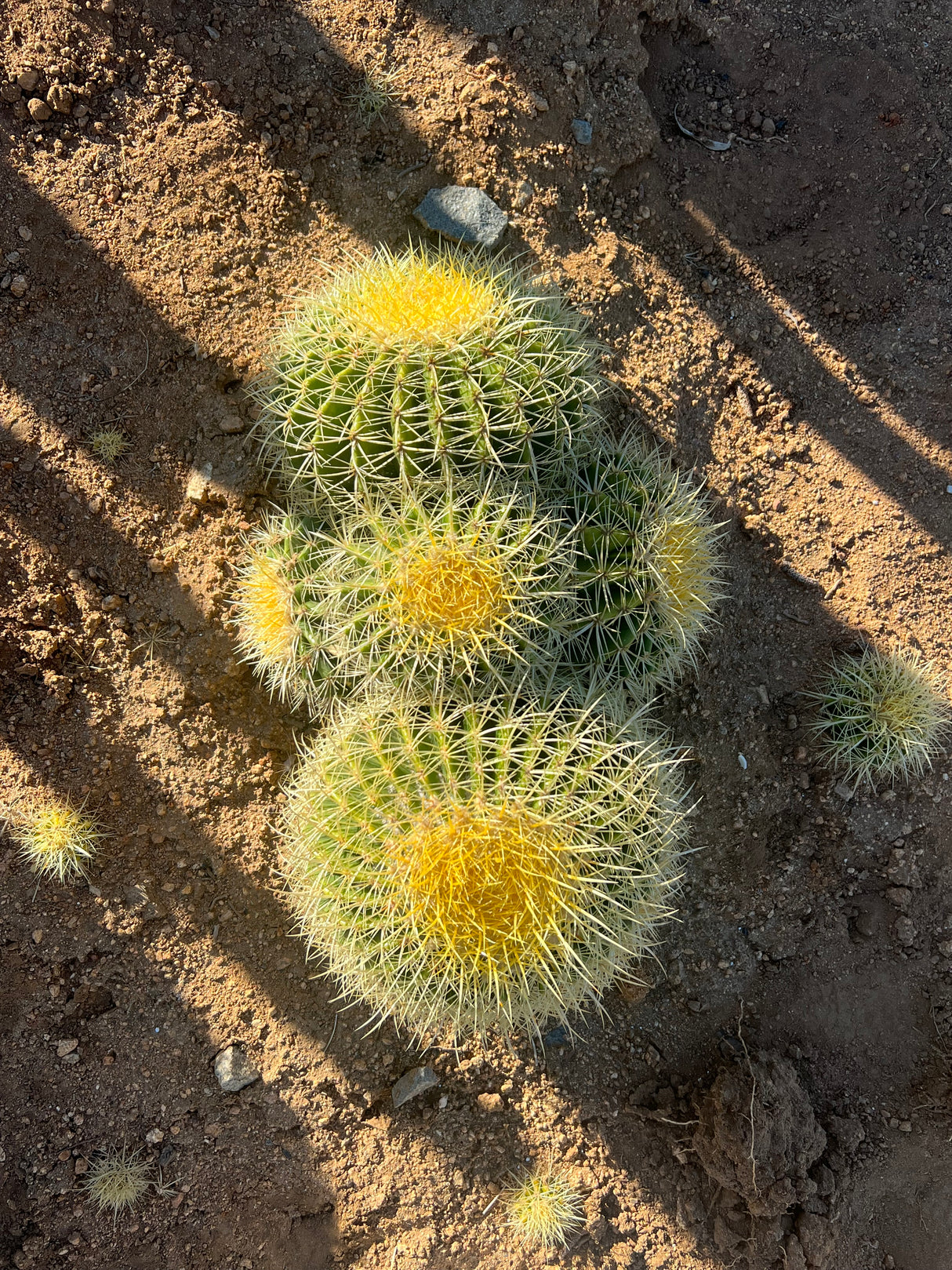 Golden Barrel Cactus 5-Pack Cluster - Echinocactus grusonii