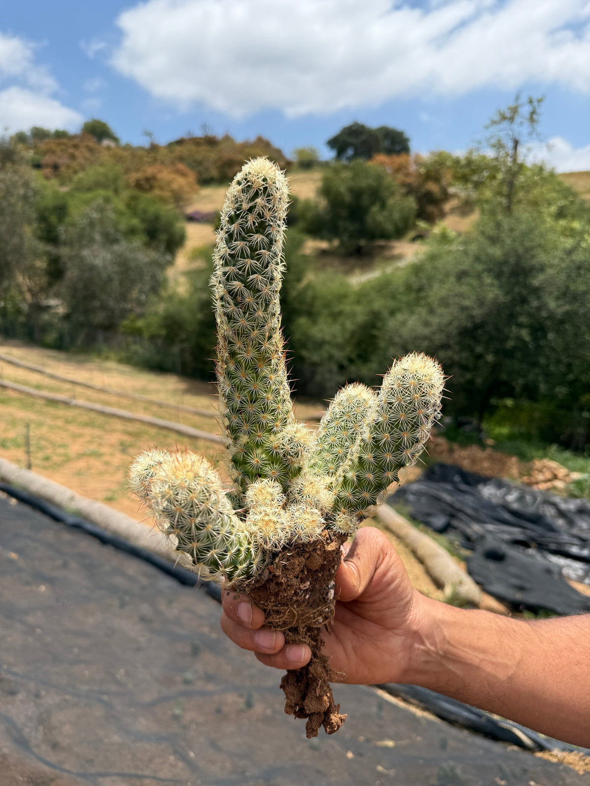 Pink Nymph - Mammillaria elongata