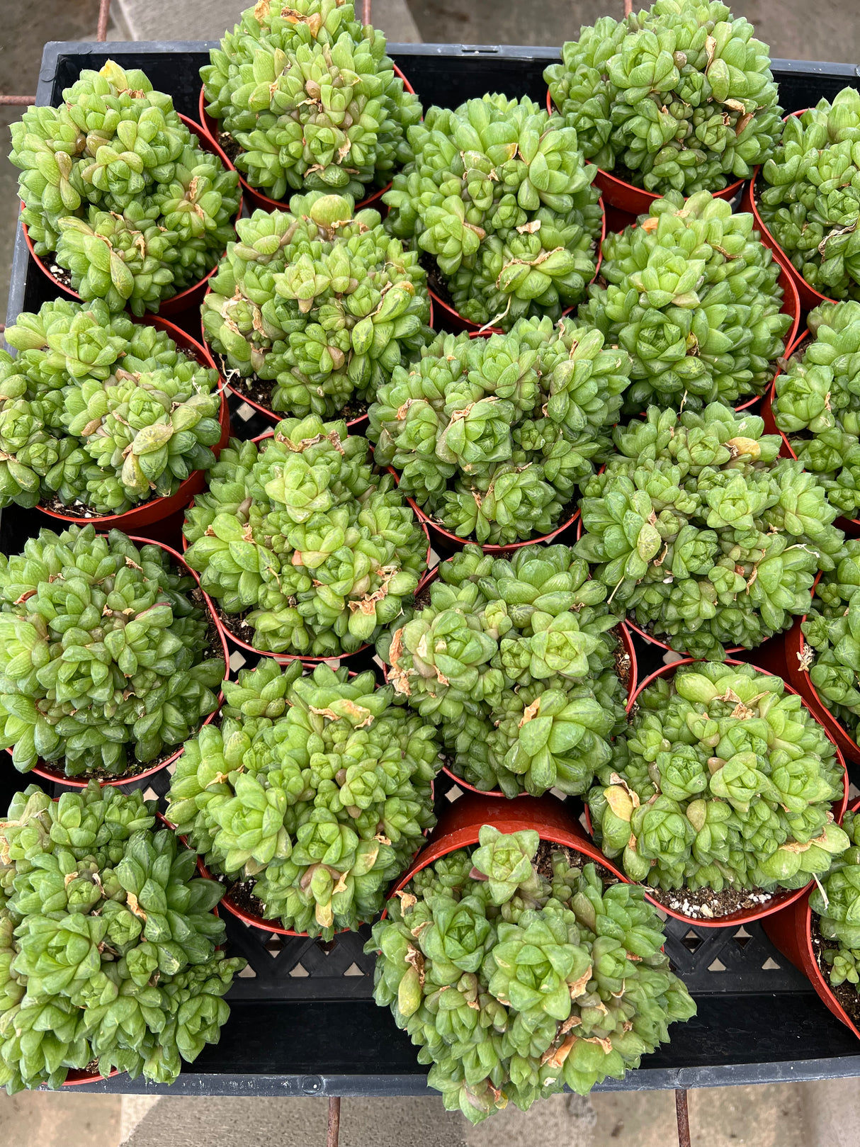 Haworthia Cymbiformis Var. Obtusa (Succulent) - Haworthia Cymbiformis Var. Obtusa