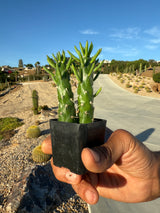 Cholla Cactus - Cylindropuntia cholla