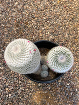 Mixed Mammillaria Hahniana 4-Pack Cluster - Mammillaria Hahniana