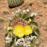 Notocactus magnificus - Parodia magnifica, Ball Cactus