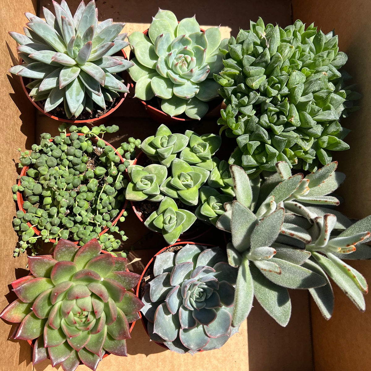 succulents assorted Mixed Succulent Starter Bundle – CactusWarehouse
