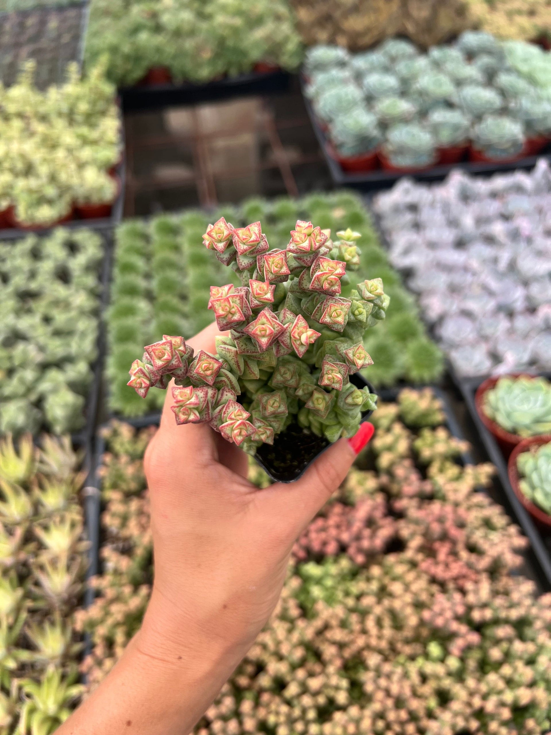 Crassula 'Tom Thumb'