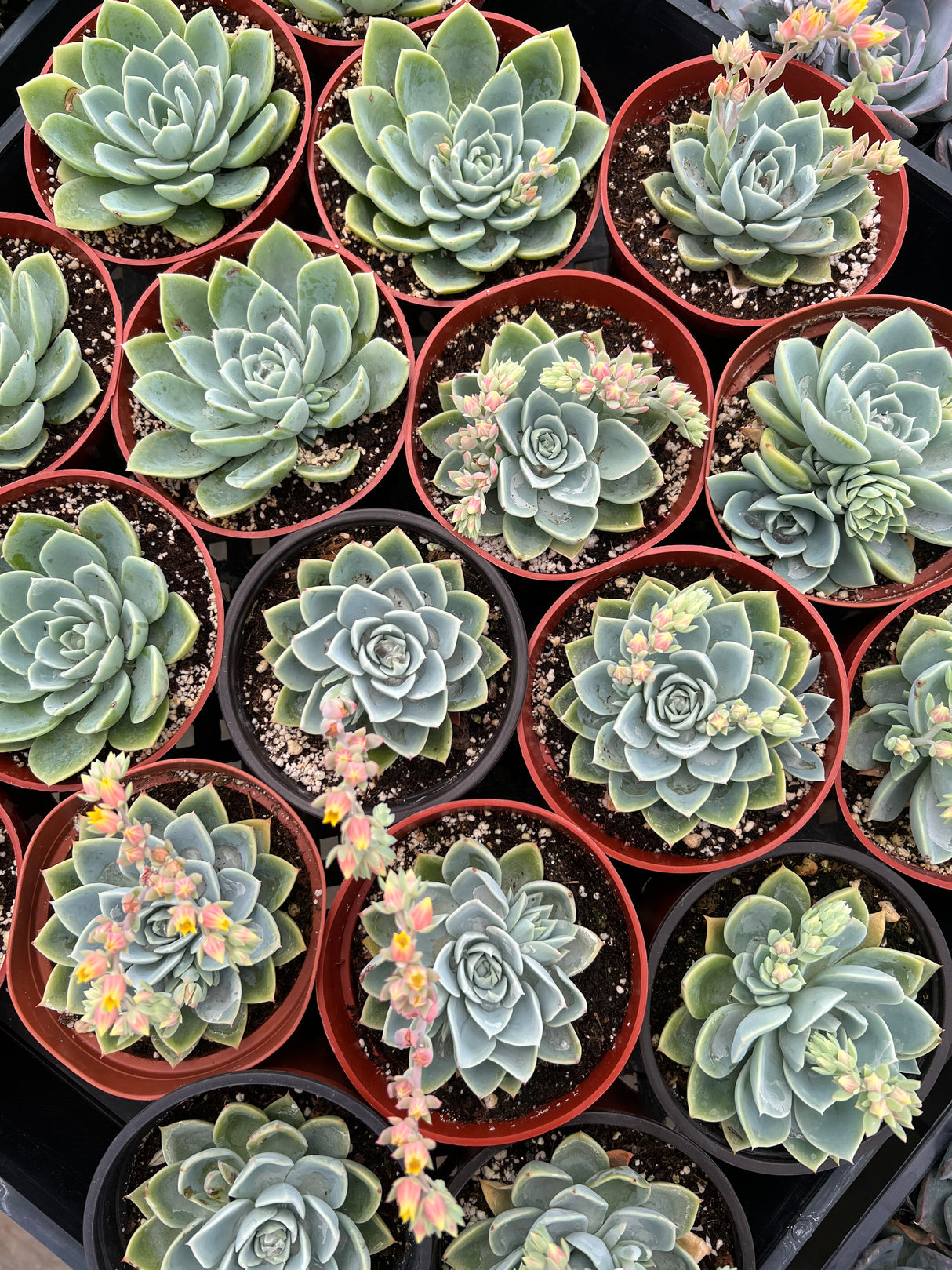 Echeveria 'Blue Atoll' - Echeveria