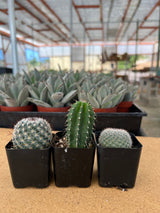 Assorted Cacti Trio (Includes 2 Inch Pots)