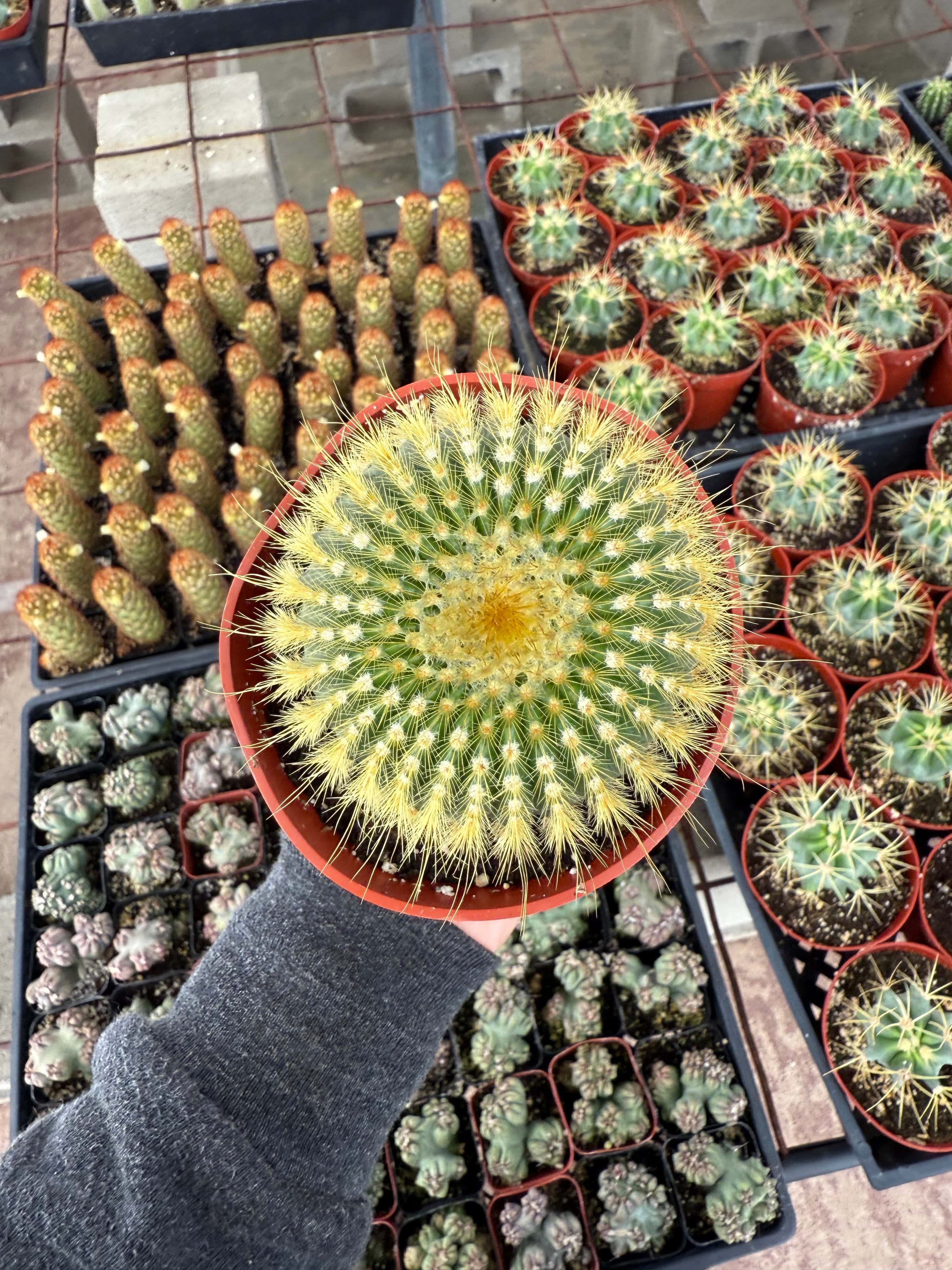 Lemon Ball Cactus - Parodia leninghausii – CactusWarehouse