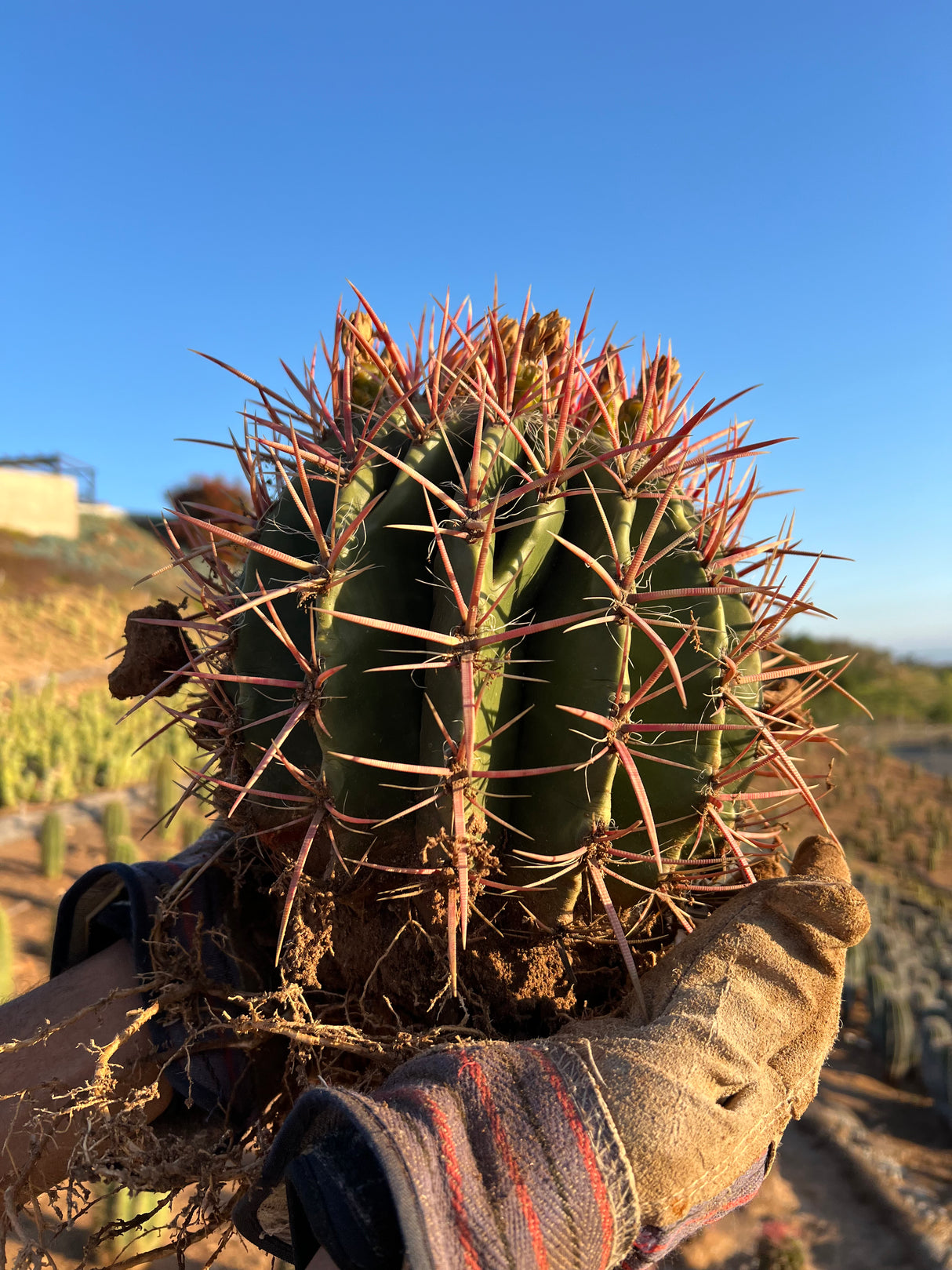 Mexican Lime Cactus - Ferocactus Pilosus
