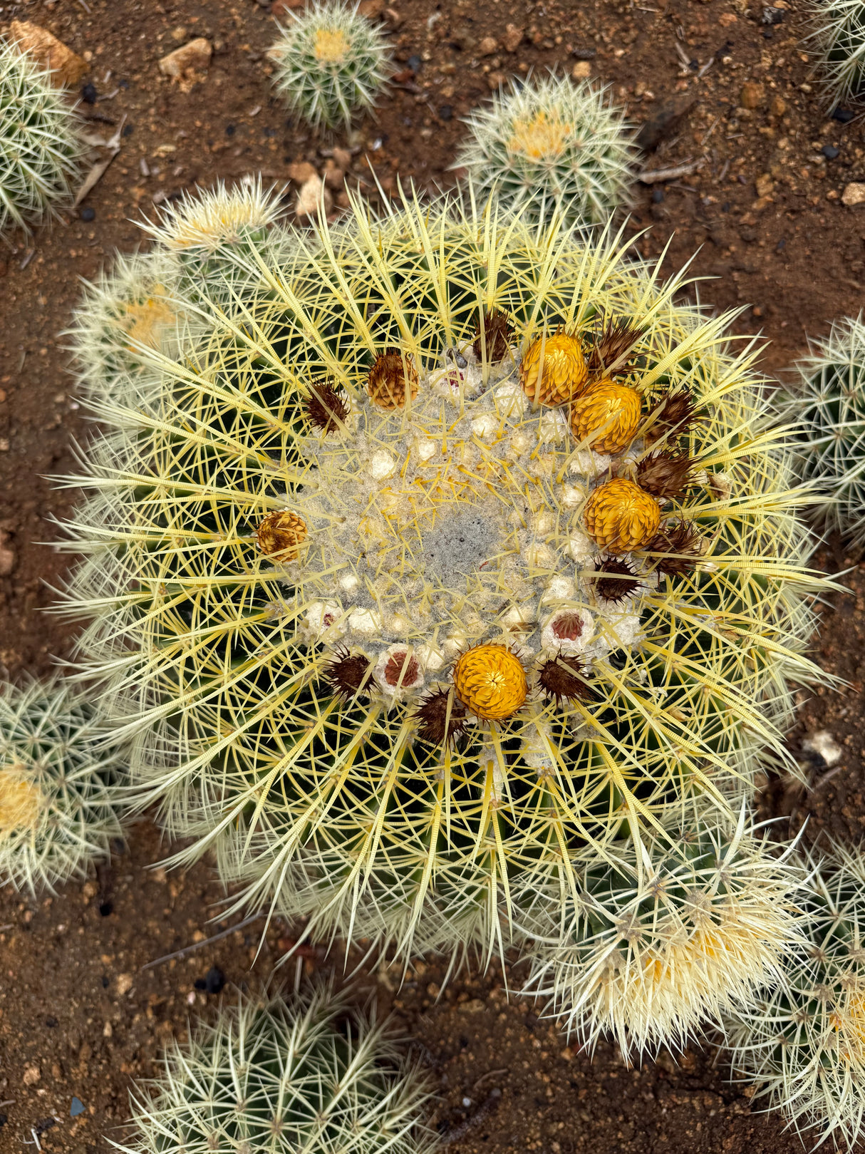 Echinocactus grusonii - Golden Barrel Cactus Cluster