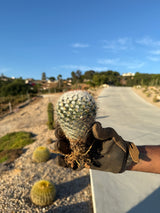 Mammillaria - bombycina