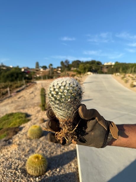 Mammillaria - bombycina