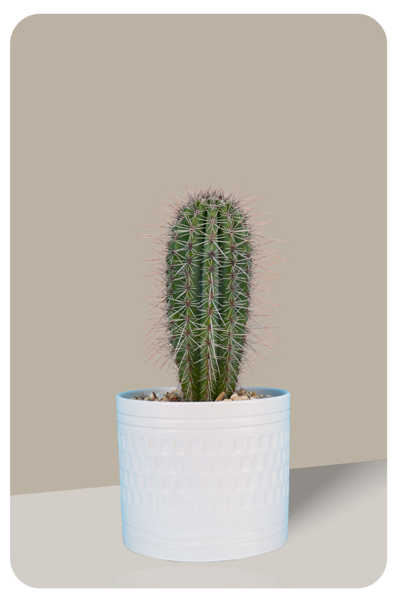 False Saguaro ,Pachycereus pringlei , Mexican Cardon | Exotic Cacti ...