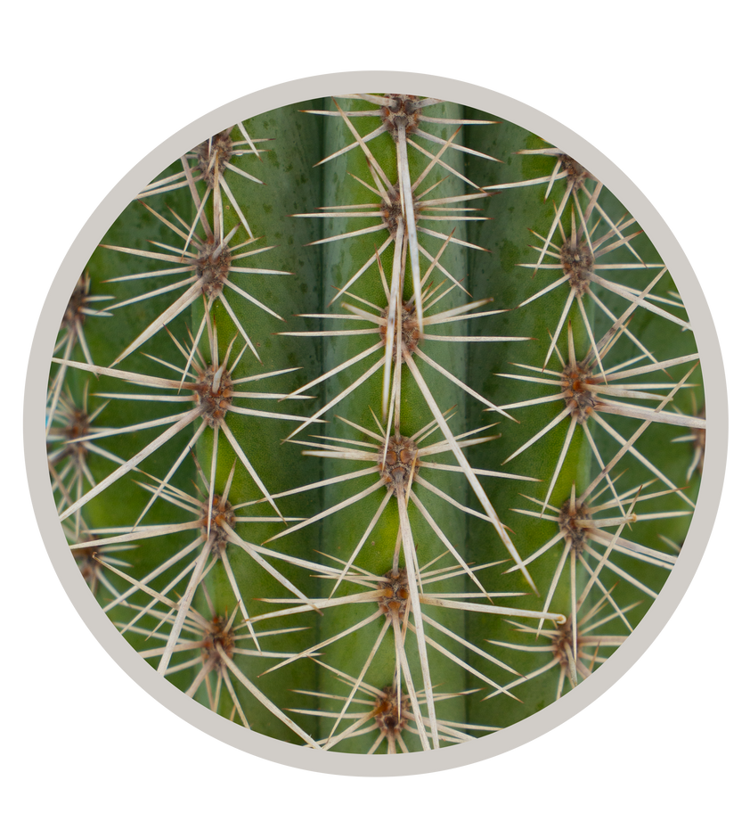 False Saguaro ,Pachycereus pringlei , Mexican Cardon | Exotic Cacti ...