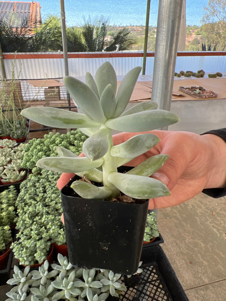 Pachyphytum 'Moon Silver' - Pachyphytum