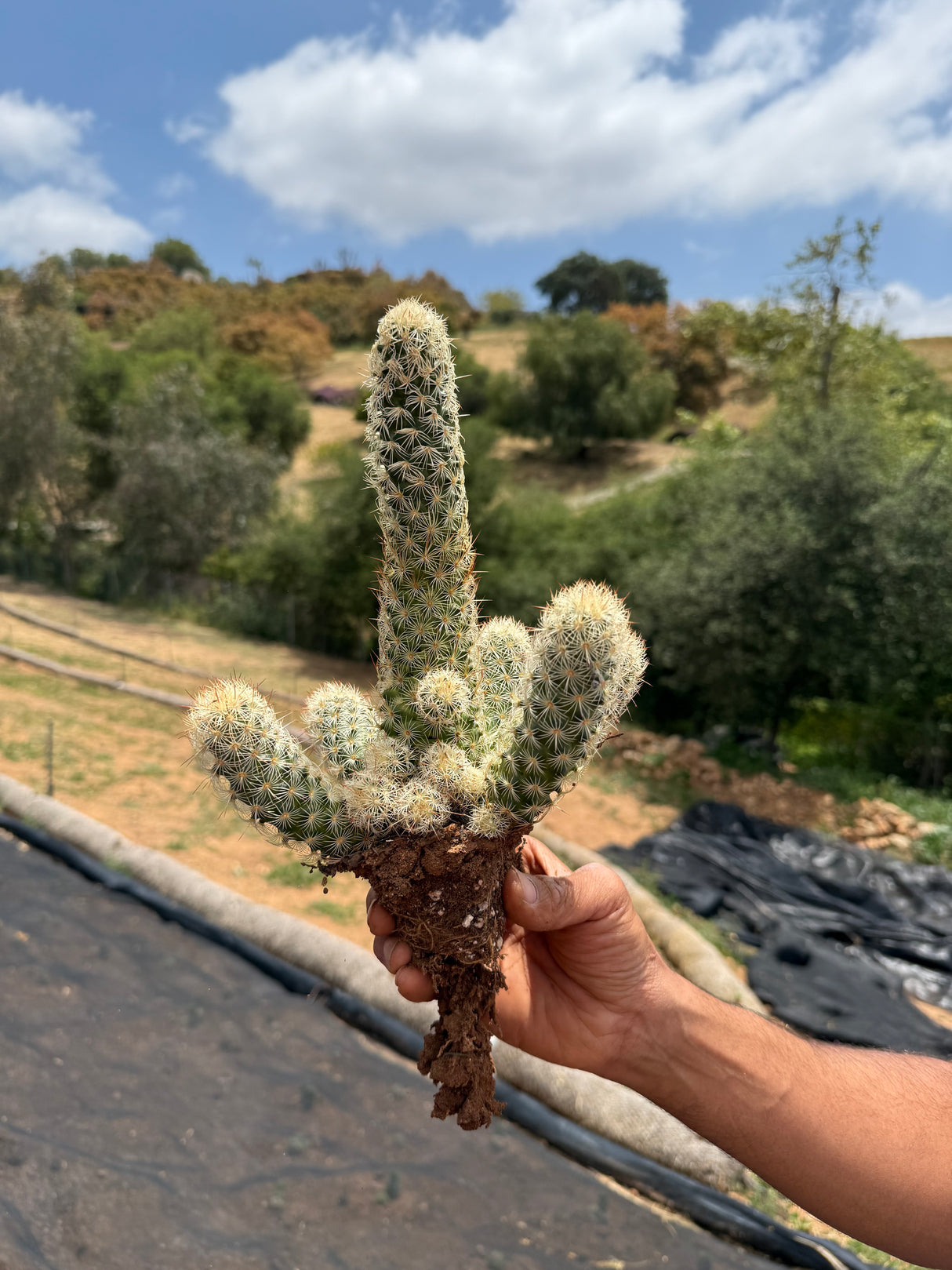 Mammillaria elongata - Pink Nymph