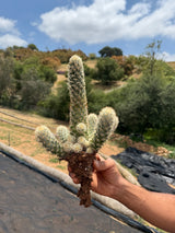 Mammillaria elongata - Pink Nymph