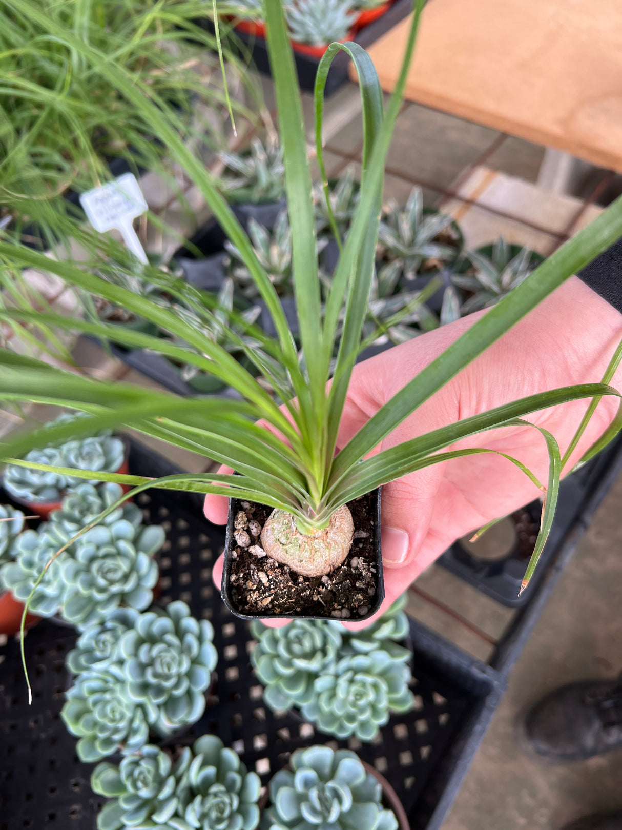 Ponytail Palm - Beaucarnea Recurvata