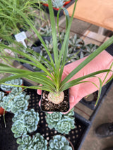 Ponytail Palm - Beaucarnea Recurvata
