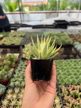 Variegated Zebra Plant - Hawothia fasciata variegata
