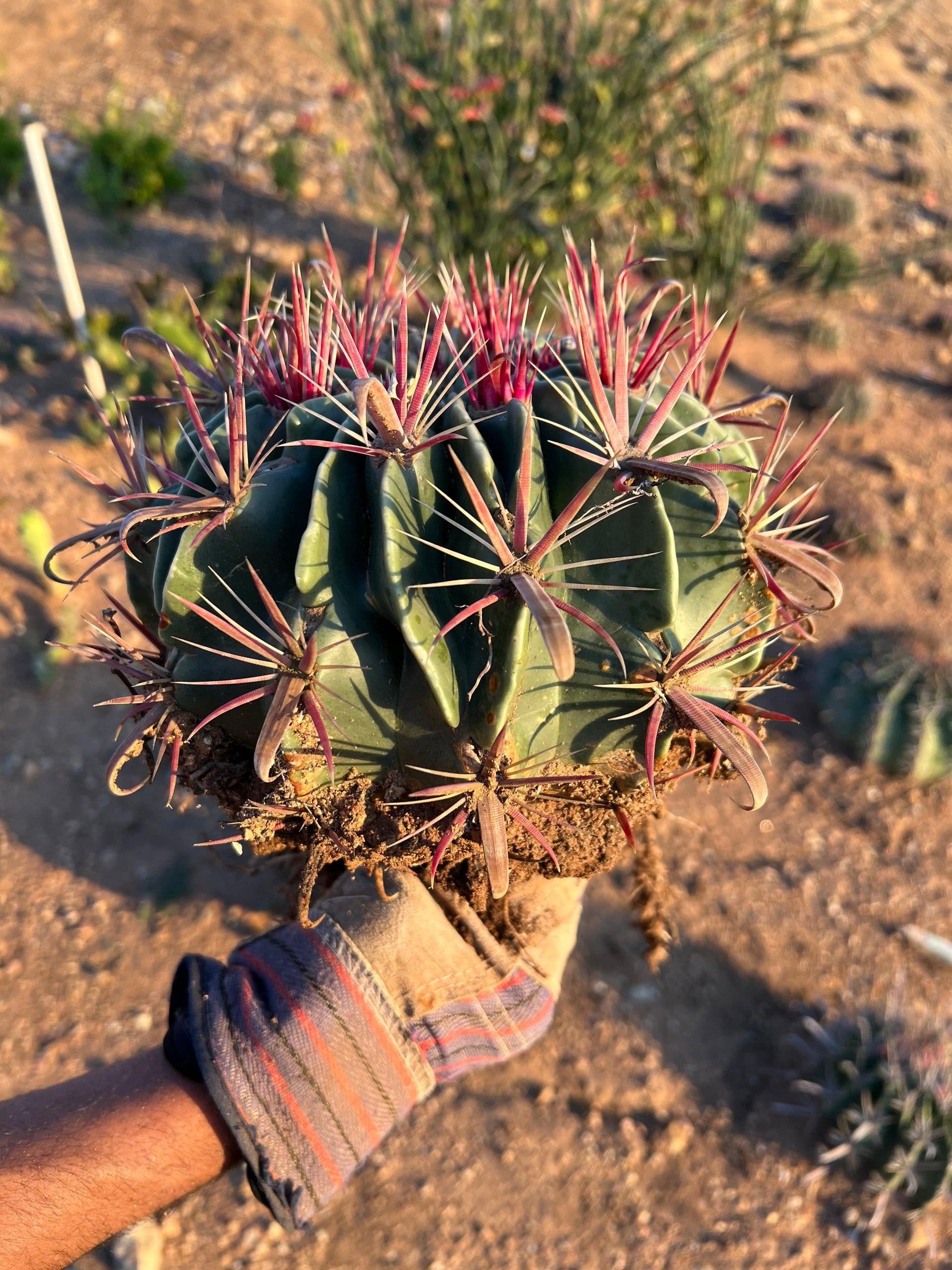 devil's tongue cactus Devil's Tongue Barrel Cactus - Ferocactus latispinus