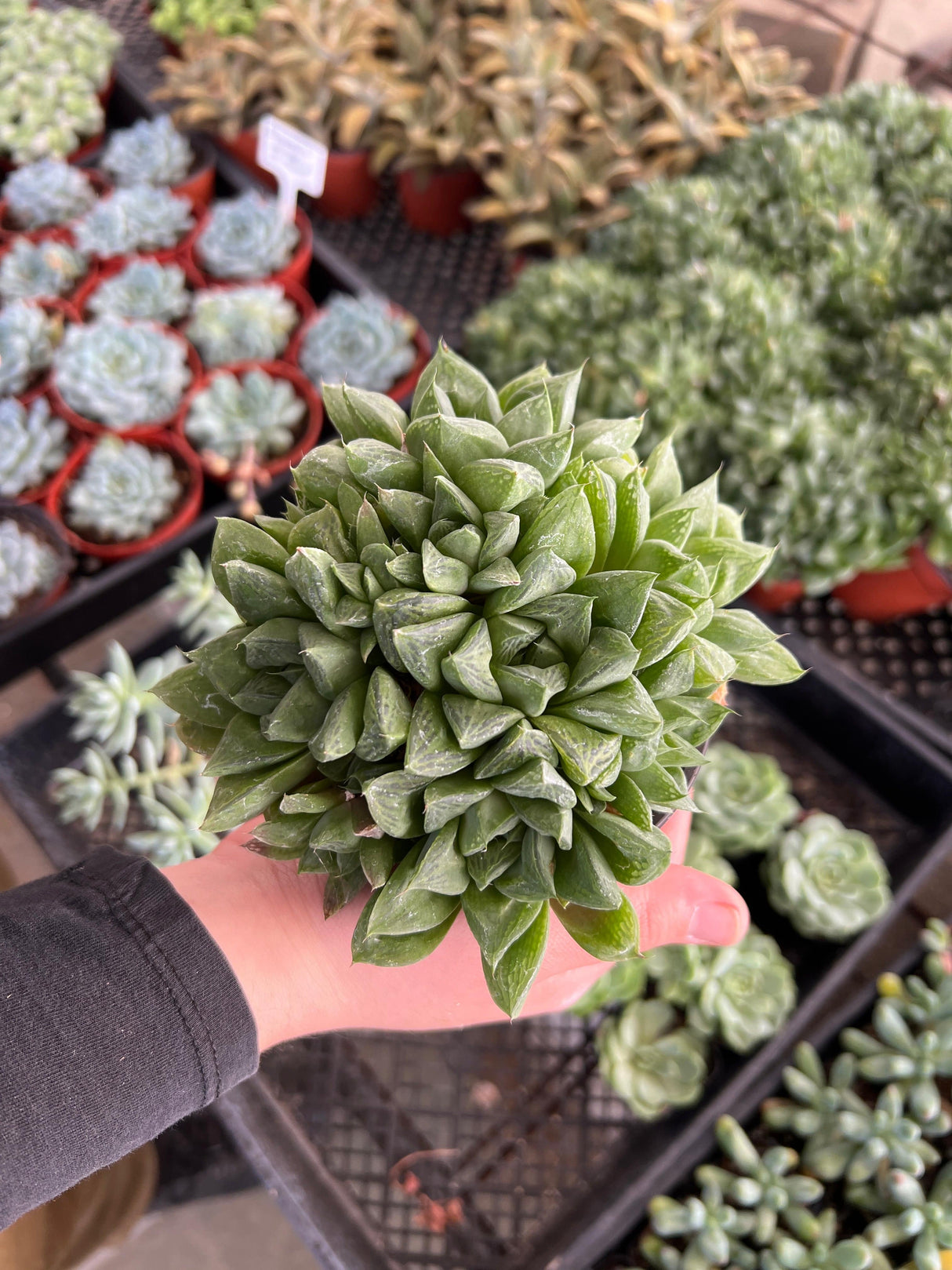 Star Window Plant - Haworthia Cuspidata