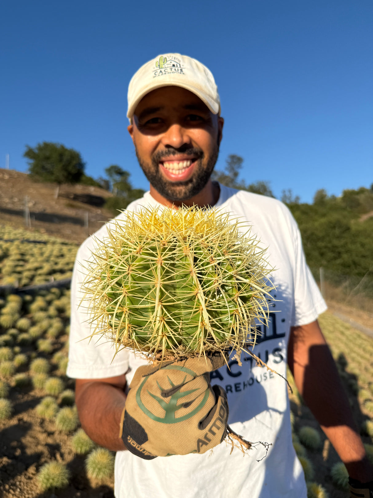 Golden Barrel Cactus - Echinocactus Grusonii