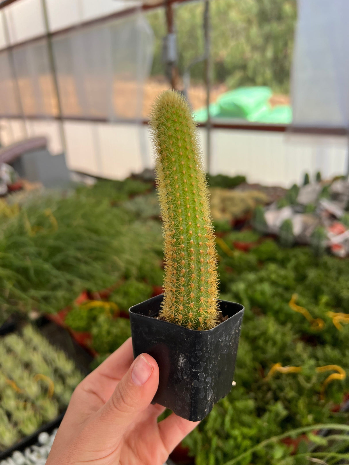 🎁 Golden Rat Tail - Cleistocactus Brookeae (100% off)