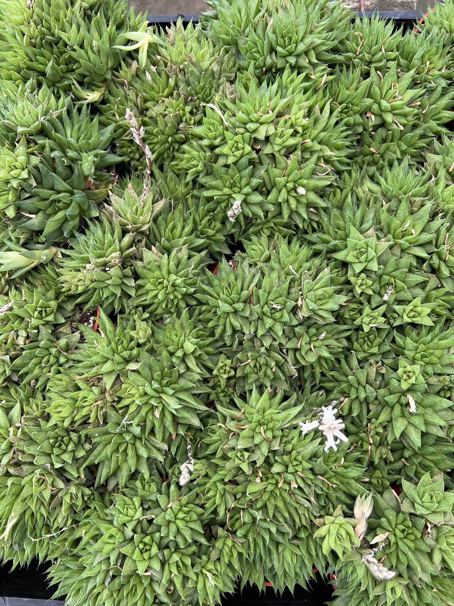 green succulent with white flowers Star Cactus