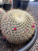 Mammillaria haageana 2-Pack Cluster - Mammillaria haageana