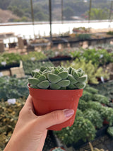 Crassula 'Moonglow' - Crassula
