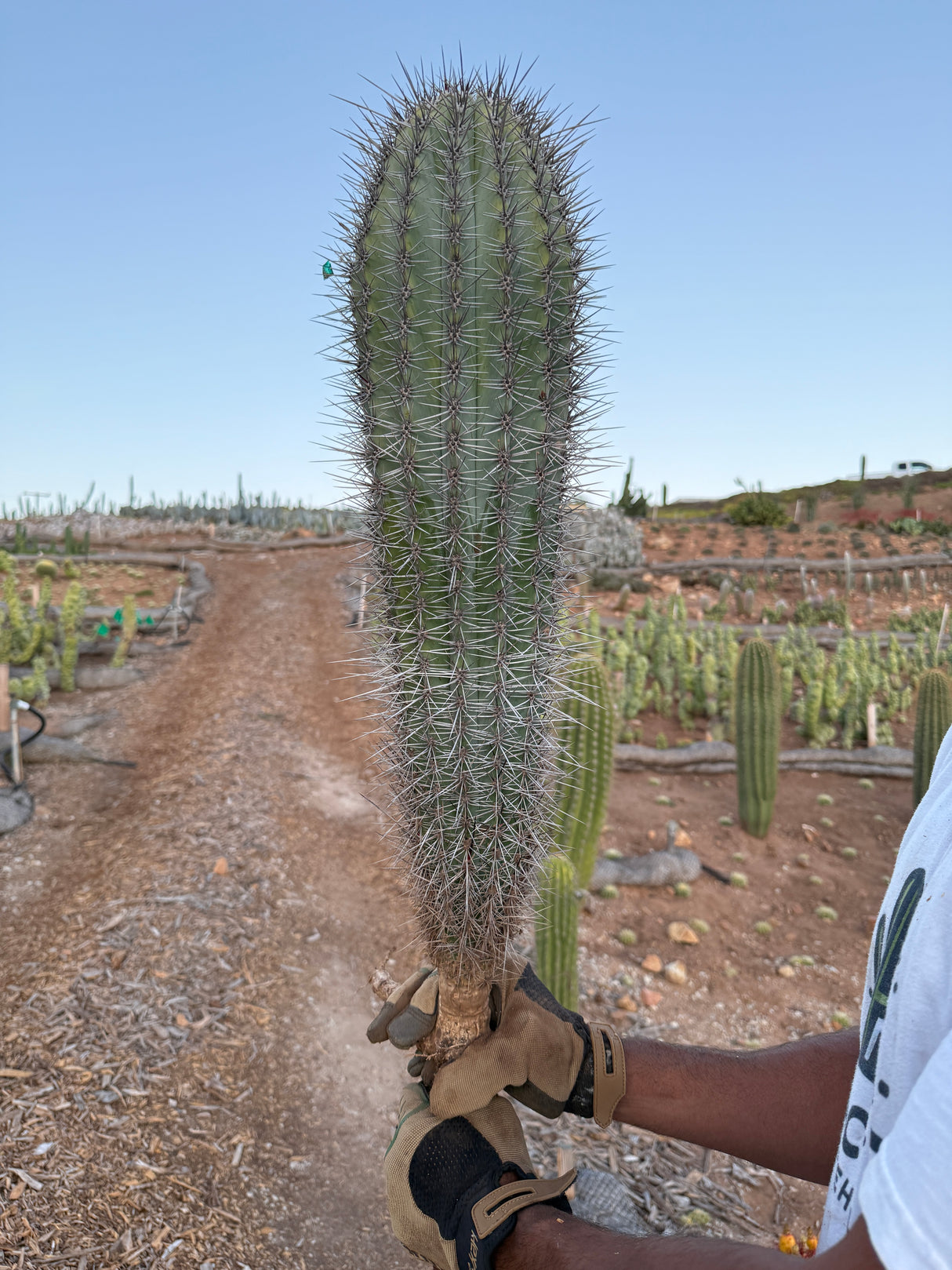 Mexican Giant Cardon (Elephant Cactus) - Pachycereus Pringlei