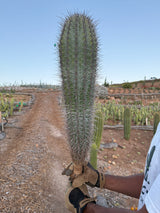 Mexican Giant Cardon (Elephant Cactus) - Pachycereus Pringlei