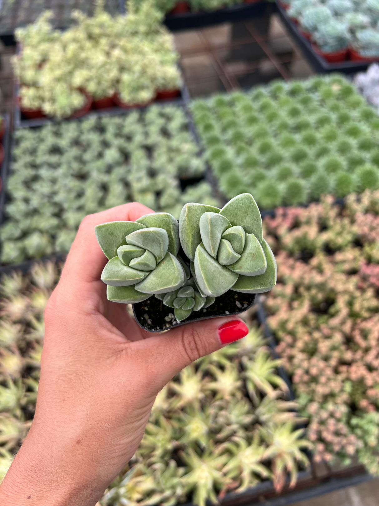 Crassula 'Moonglow' - Crassula