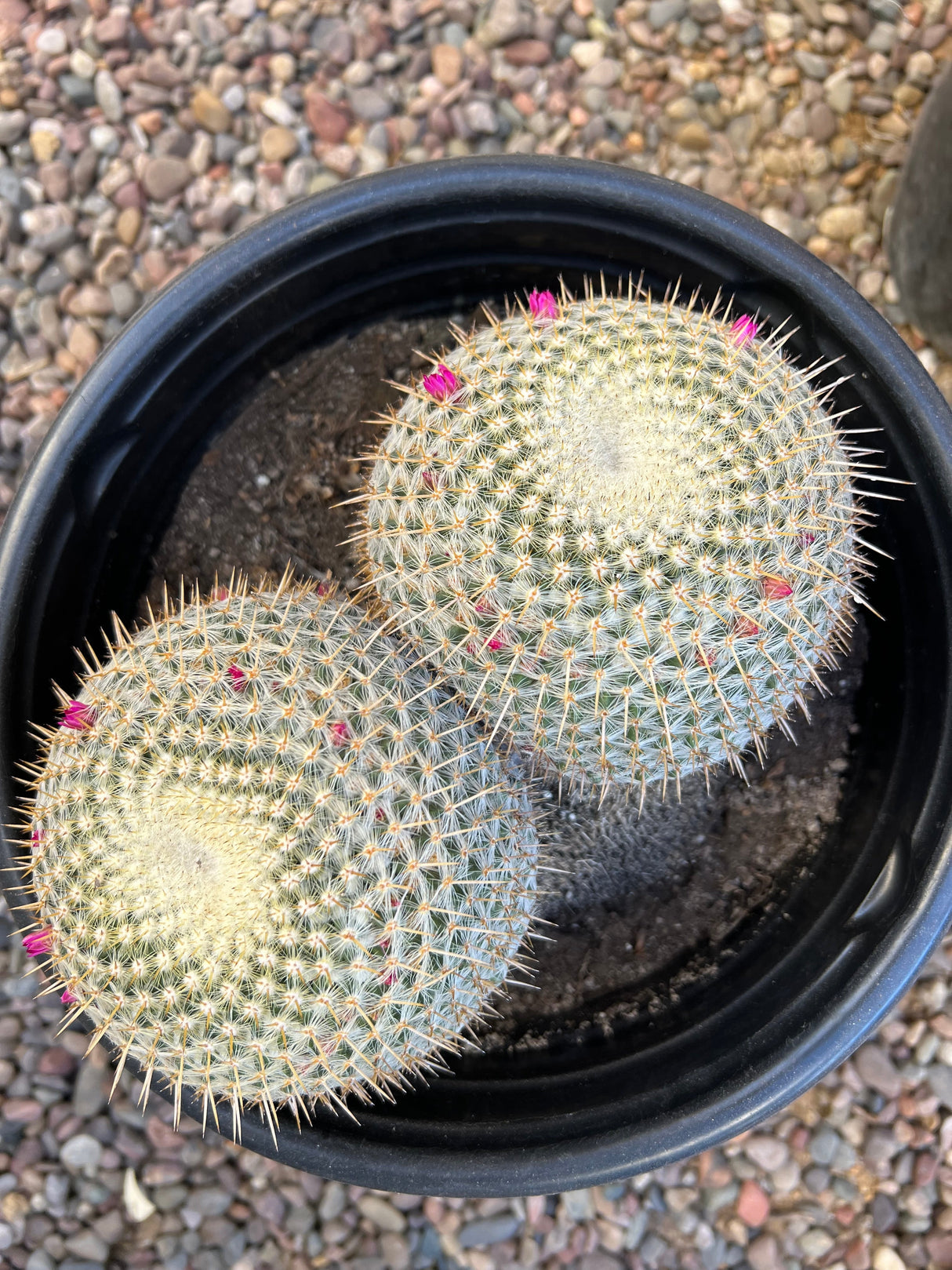 Mammillaria haageana 2-Pack Cluster - Mammillaria haageana