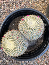 Mammillaria haageana 2-Pack Cluster - Mammillaria haageana