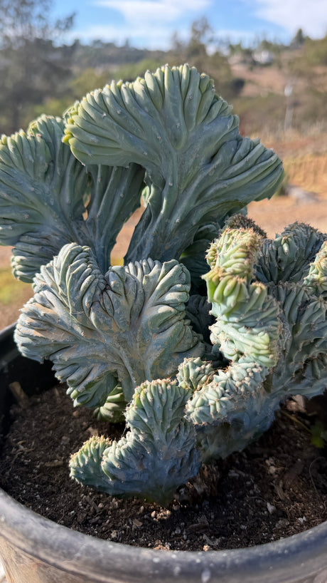 Crested Blue Candle cluster of tight blue domes with a tall central fan, 5 gallon pot