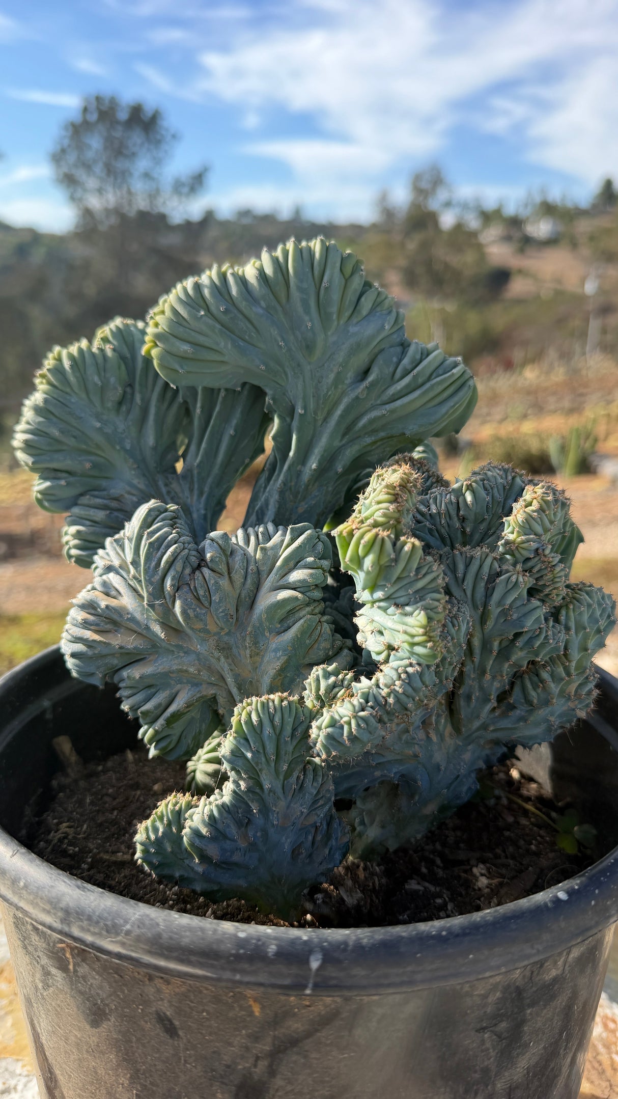 Angle view of the crested cluster showing multiple folded heads