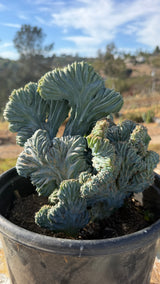 Angle view of the crested cluster showing multiple folded heads