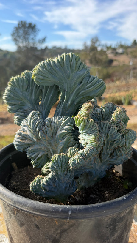 Angle view of the crested cluster showing multiple folded heads