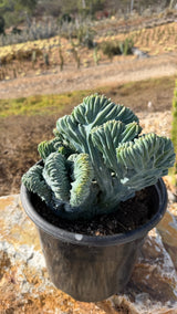 Side view of the crested cluster in the nursery