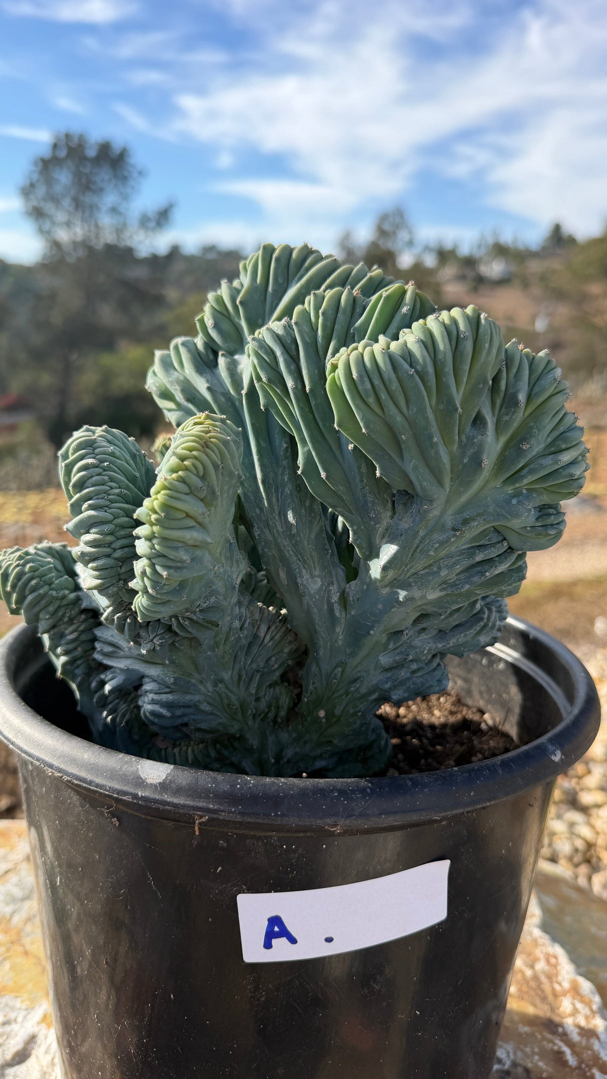 Crested Blue Candle cluster in its labeled 5 gallon pot
