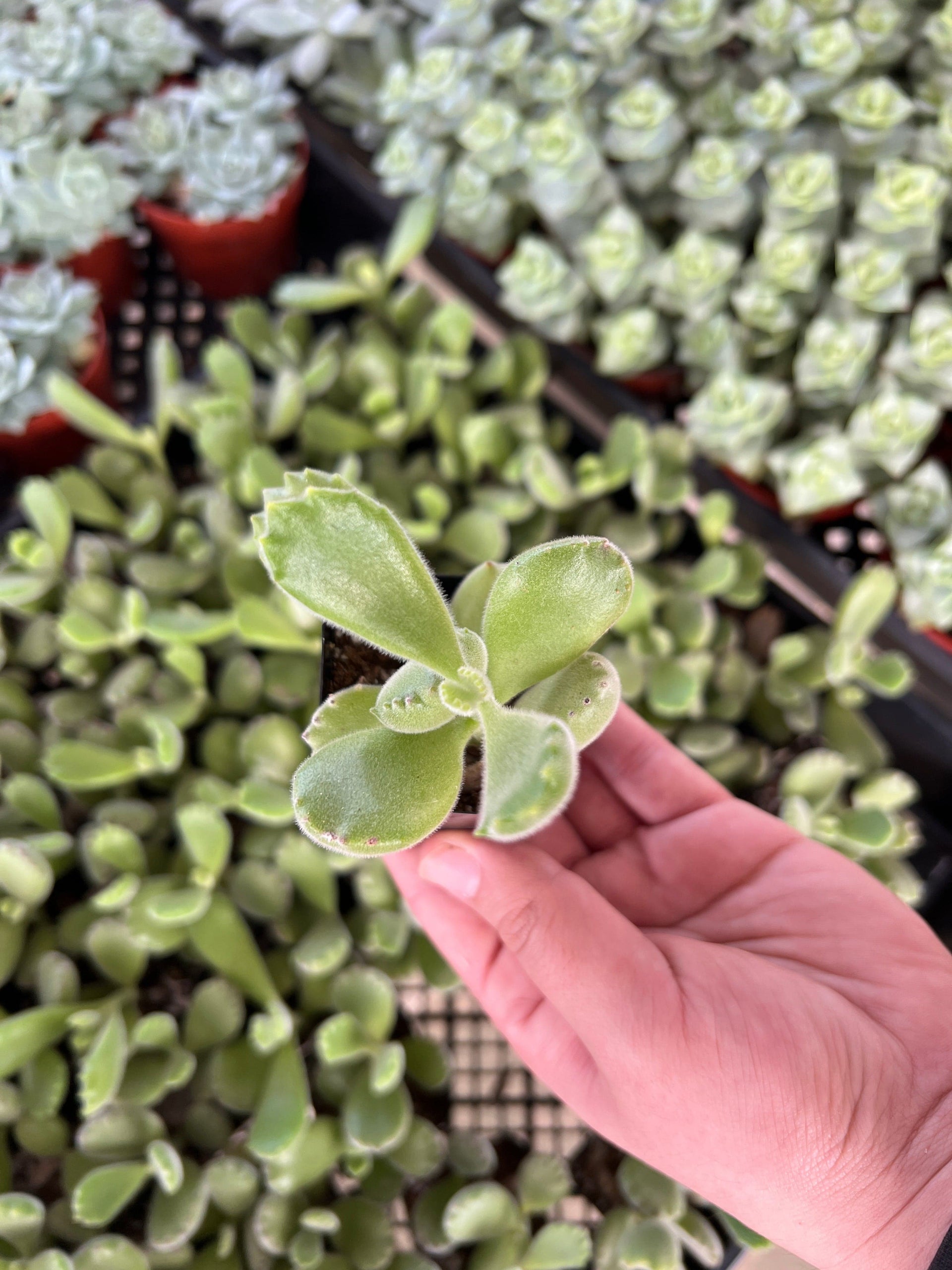 bear and breakfast small succulent plant Bear's Paw Succulent
