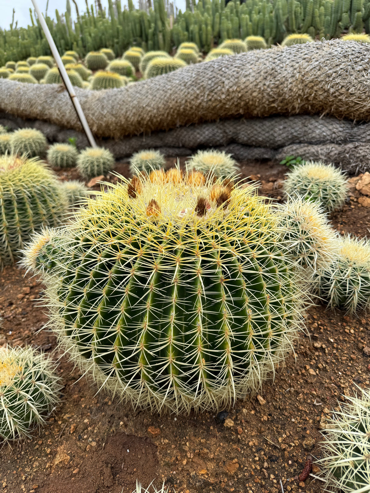 Echinocactus grusonii - Golden Barrel Cactus Cluster