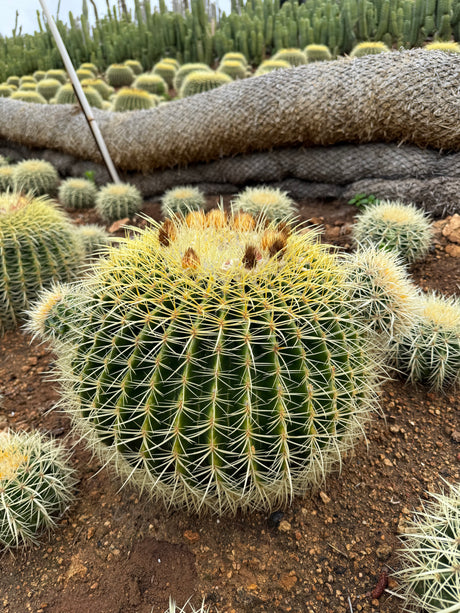 Echinocactus grusonii - Golden Barrel Cactus Cluster