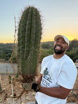 Argentine Saguaro - Echinopsis terscheckii or Trichocereus terscheckii