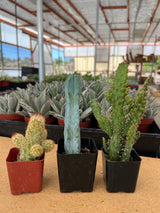 Assorted Cacti Trio (Includes 2 Inch Pots)