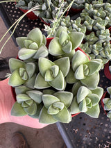 Crassula 'Moonglow' - Crassula