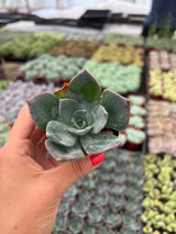 Echeveria 'Blue Prince' - Echeveria